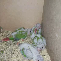 جوجه گیرینچیک سرلاکی