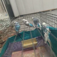 مرغ عشق  6تا دستی