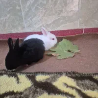 دوتا خرگوش|موش و خرگوش|آذرشهر, |دیوار