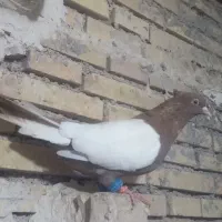 گبوتر گرفتنی شب|پرنده|خرمشهر, |دیوار