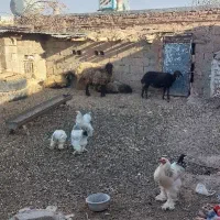 میش آوست و بز زاییده مفت