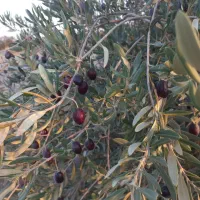 زیتون تازه
