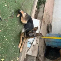 سگ ژرمن ماده ۸ ماهه