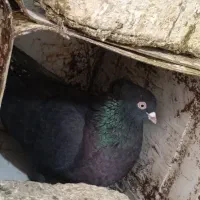 کبوتر . سیاه بهبهانی