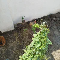 خروس شش ماهه دو عدد  سفید و خاکستری