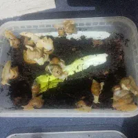 حلزون اچانتیا