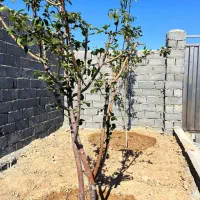 باغچه*چسب انشعابات *خرید از مالک|فروش زمین و ملک کلنگی|اسلامشهر, شهرک احمدیه|دیوار