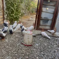 چند جفت دمی کله ای طوقی فرش|پرنده|سیلاخور, |دیوار