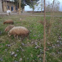 گوسفند نر تخمی فروش یا معاوضه