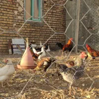 مرغ محلی|حیوانات مزرعه|روانسر, |دیوار