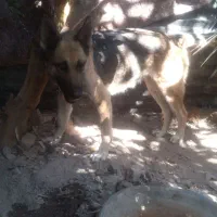 سگ ژرمن ماده