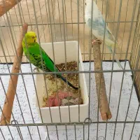 مرغ عشق مولد|پرنده|بجنورد, |دیوار