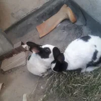 خرگوش زیبا ۲ عدد|موش و خرگوش|دزفول, |دیوار