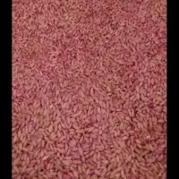 گندم  بذری