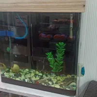 اکواریوم باماهی|ماهی|تهران, مهران|دیوار