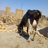 ی راس سوپر گاو زایید با گوساله نر