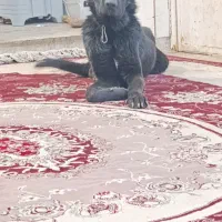 واگذاری سگ نر ۱ ساله