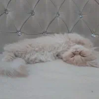 گربه خونگی|گربه|اردبیل, |دیوار