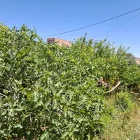 باغ ۴۵۰ متربادرختان۱۰ساله الی۱۵ساله بارده،علی آباد