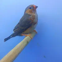 فنچ زبرا هاف اورنج خالص ۹ عدد|پرنده|پاکدشت, خاتون آباد|دیوار