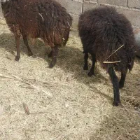 فروش گوسفند نژاد عالی