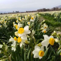 فروش عمده و خرده گل نرگس|گل و گیاه طبیعی|شیراز, شهرک سراج|دیوار