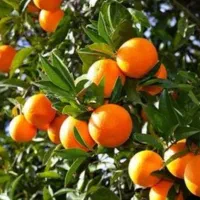 پرتقال  تامسون فروشی