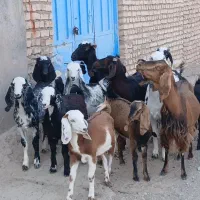 شاه بز زاییده