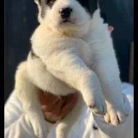 توله گلدن و آلابای|سگ|فردیس, قریشی|دیوار