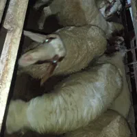 ۳۰ راس بره نر و ماده پروار درجه یک گوسفند|حیوانات مزرعه|سرپل ذهاب, |دیوار