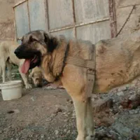 سگ عراقی پژدر