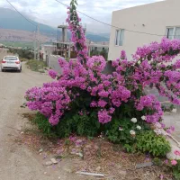 ۸۰۰مترباغ زیبا درقوچان