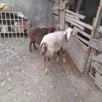 سلام دوعددگوسفند خورد وخوراک خوب