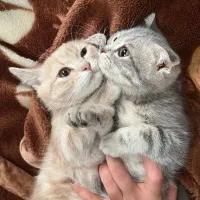 گربه اسکاتیش