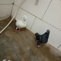 کاشانی نرو ماده|پرنده|مسجد سلیمان, |دیوار