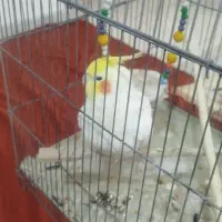 عروس هلندی نر|پرنده|شیراز, شهرک رضوان|دیوار