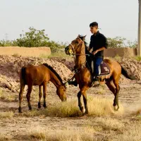 مادیون با کره