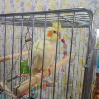 عروس هلندی سخنگو