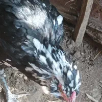 تخم مرغ نطفه دار گلین|حیوانات مزرعه|رامیان, |دیوار