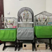 فروش عروس هلندی|پرنده|تهران, جیحون|دیوار