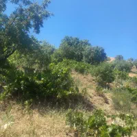 زمین کشاورزی