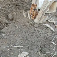 سگ پاکوتاه نر|سگ|گنبد کاووس, |دیوار