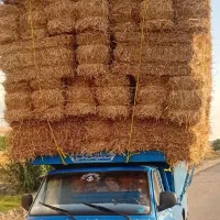 پرس وشالی|لوازم جانبی حیوانات|فیروزه, |دیوار