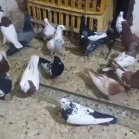 رنگی فیروزاباد|پرنده|شیراز, احمدآباد|دیوار