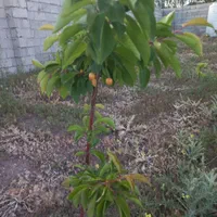 زمین ویلایی ۵۰۰متری