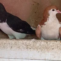 یک جفت ساده
