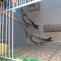 طوطی عروس هلندی|پرنده|تربتحیدریه, آسایش|دیوار