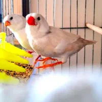 فنچ شارکول انگلیسی خالص مولد ۱۰۰٪ سفید