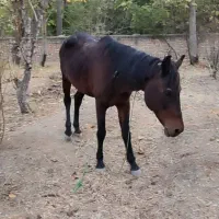 اسب|اسب و تجهیزات اسبسواری|دماوند, دماوند|دیوار