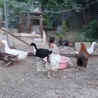 انواع مرغ و خروس و اردک محلی